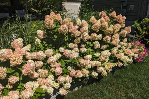 Hydrangea bushes